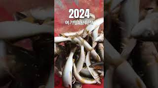 2024 왕피천은어 은어낚시 은어 fishing Ayu sweetfish [upl. by Miltie]