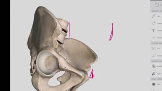 Hip Bone  Anatomy  Easy [upl. by Basilius]