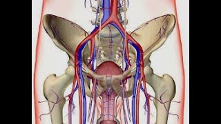 ANATOMIE FMPM LES VEINES ILIAQUES [upl. by Quackenbush]