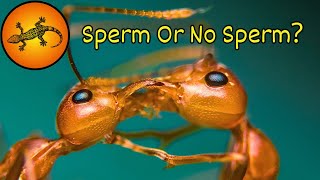 Are Some Insects Mastering Gender Selection [upl. by Atelra]