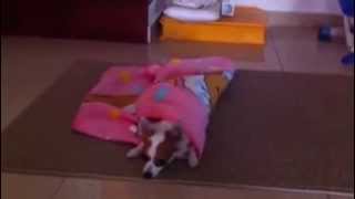 Dog Tricks Dog Cover Her Self With Blanket [upl. by Amalea]