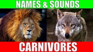 CARNIVOROUS ANIMALS Names and Sounds  Learn Carnivore Animals [upl. by Hanshaw]