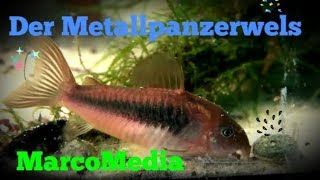 Der Metallpanzerwels  Corydoras aeneus [upl. by Ssilem85]