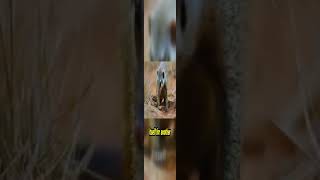 🐕🔥 Wild Dog vs Mongoose A Battle of Strategy amp Survival 🐾🌿 shorts [upl. by Christophe]