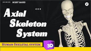 Axial skeleton system 3d animation [upl. by Ayoral403]