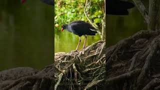 Australasian Swamphen  Purpurhuhn shorts [upl. by Ecnarolf700]