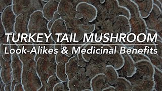 Turkey Tail Mushroom Its LookAlikes amp Medicinal Benefits with Adam Haritan [upl. by Arries]