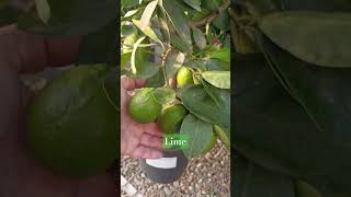 Lamai lime Citrus Aurantifolia amia citrice citrus lamai [upl. by Ymrots892]