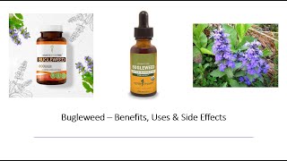 Bugleweed  Benefits Uses amp Side Effects [upl. by Zenitram]