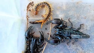 One giant centipede with giant scorpions found in the underground  insects life [upl. by Nnahtebazile]