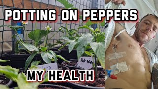 Potting on peppers amp Chillies  OUT IN THE POLYTUNNEL MY HEALTH [upl. by Renick533]