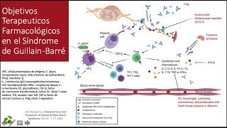 OBJETIVOS TERAPEUTICOS FARMACOLÓGICOS EN EL SINDROME DE GUILLAIN BARRÉ [upl. by Messere]