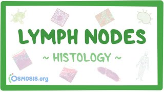 Lymph Nodes Histology [upl. by Trilby]