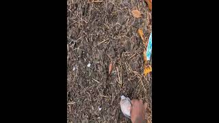 Slingshot Skills  បាញ់លលកតាមខ្សែភ្លេីង 1080 shorts slingshot birdhunting [upl. by Chud498]