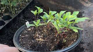 How to grow persimmons from seed [upl. by Zillah]