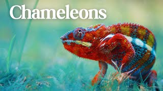 Chameleons changing colors  The Amazing Secrets 4K [upl. by Ayo]