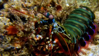 Peacock mantis shrimp [upl. by Senoj]