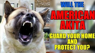 Akita Guards Home From INTRUDER americanakita dog crime simulation guarddog [upl. by Novehs]