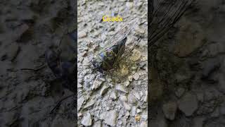 Fun Facts About A Cicada  The Loudest Insect In The World cicada cicadas insect insects [upl. by Sisile]