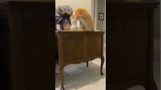 Stupid Cats Compilation 😂 [upl. by Einoj]