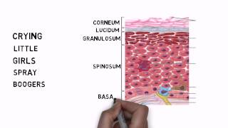 Learning the Layers of the Epidermis [upl. by Ymmor762]