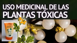 PLANTAS MEDICINALES Frángula Ruda Ruta Ajenjo Artemisa Muérdago Celidonia Licopodio Viburno [upl. by Norda]