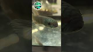 Betta macrostoma terrario animals pets aquarium fish betta bettafish poisson vivarium tank [upl. by Lesley474]