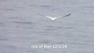 Gannets IOM 120524 [upl. by Ennairol]