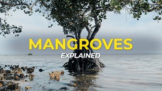 What are Mangrove Trees  Eco Facts  One Tree Planted [upl. by Donell]