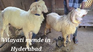 Heavyweight vilayati mende available in Hyderabad phoolbagh  vilayati sheeps in Hyderabad [upl. by Animaj]