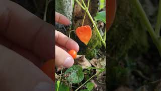 Physalis alkekengi and its hidden fruit like a pearl Chinese japanese lantern nature wild [upl. by Miarzim]