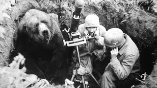 The HeartMelting Story Of Wojtek The Soldier Bear [upl. by Byrd784]