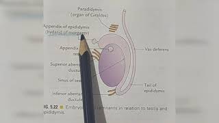 EPIDIDYMIS AN462 [upl. by Edea]