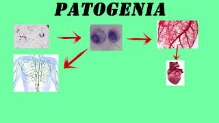 Trypanosoma cruzi ENFERMEDAD DE CHAGAS  PARASITOLOGÍA [upl. by Lebama]