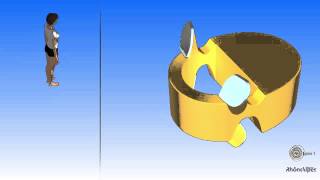 The simplified vertebral column and a typical vertebra [upl. by Nwahsav]