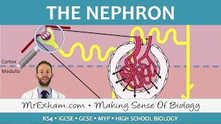 The Nephron  Ultrafiltration and Selective Reabsorption  GCSE Biology 91 [upl. by Ettennil]