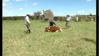 Capítulo 8 quotLos hijos de la Pampaquot Serie Documental quotA Galopar Jinetes y Caballosquot [upl. by Jasper440]