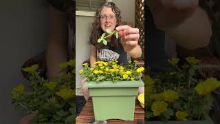 How to Eat Purslane and Nasturtiums Edible Weeds [upl. by Katinka]