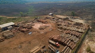 Brésil  la déforestation en Amazonie continue à un rythme effréné • FRANCE 24 [upl. by Ilona]