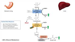 Ethanol Absorption and Metabolism  Alcohol Metabolism Pathway [upl. by Barry]