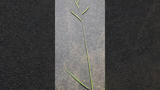 Dallis Grass Paspalum dilatatum [upl. by Henricks]