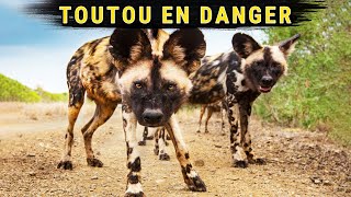 Le Lycaon  Le Chien Le Plus SAUVAGE dAfrique [upl. by Hinze275]