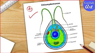 Chlamydomonas Diagram drawing CBSE  easy way  Labeled Science projects  for beginners [upl. by Clifford999]