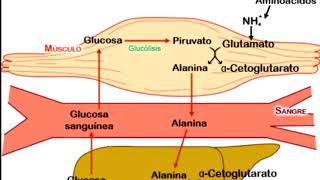 AMINOÁCIDOS GLUTAMINA ALANINA E ÁCIDO ASPÁRTICO [upl. by December287]