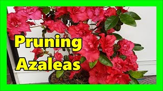 How To Prune Azaleas When To Prune Azaleas In Pots [upl. by Placido]