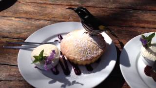 Bird at the dessert buffet [upl. by Saisoj]