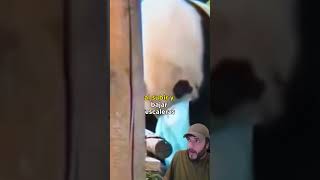 Se seca la carita minger panda osopanda biologia animals humanos zoo shorts viralvideo [upl. by Avalsorim]