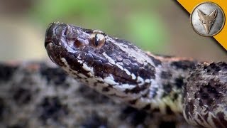 Pygmy Rattlesnake Strike [upl. by Remo]