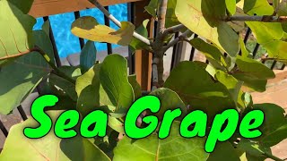 Sea Grape Coccoloba uvifera Update [upl. by Adrahs]