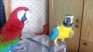 Попугаи ара дома дерутсяразговариваютMacaw parrots fight talk [upl. by Lenoj]